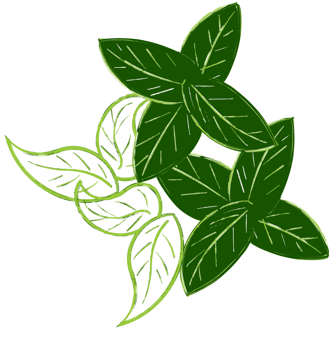 ilustrasi daun Alamme
